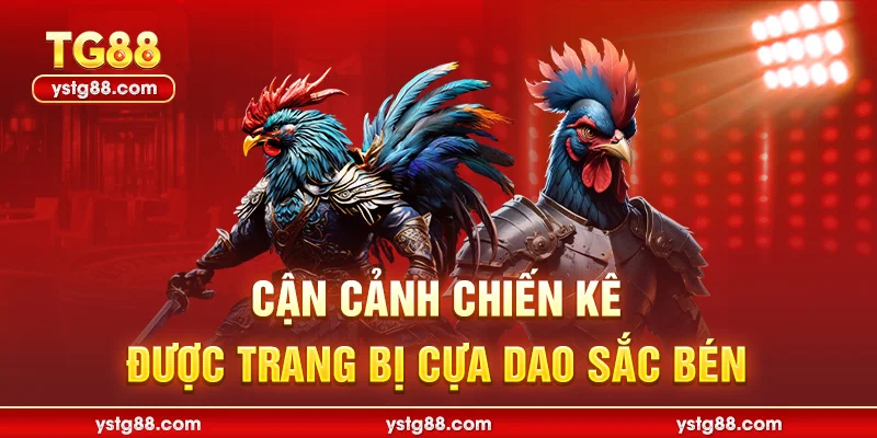 Cận cảnh chiến kê được trang bị cựa dao sắc bén