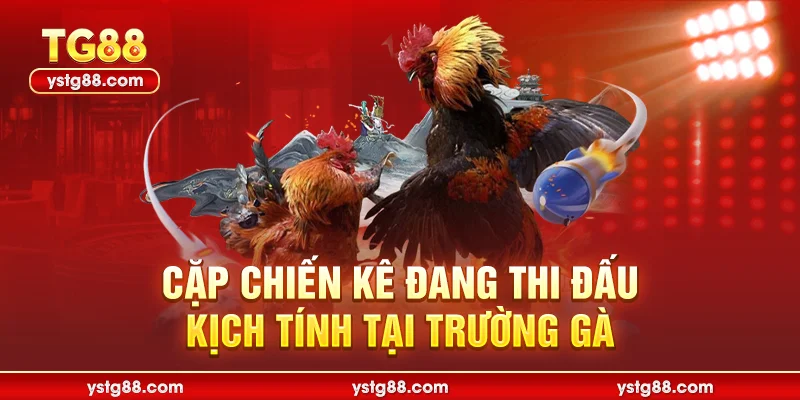 Cặp chiến kê đang thi đấu kịch tính tại trường gà